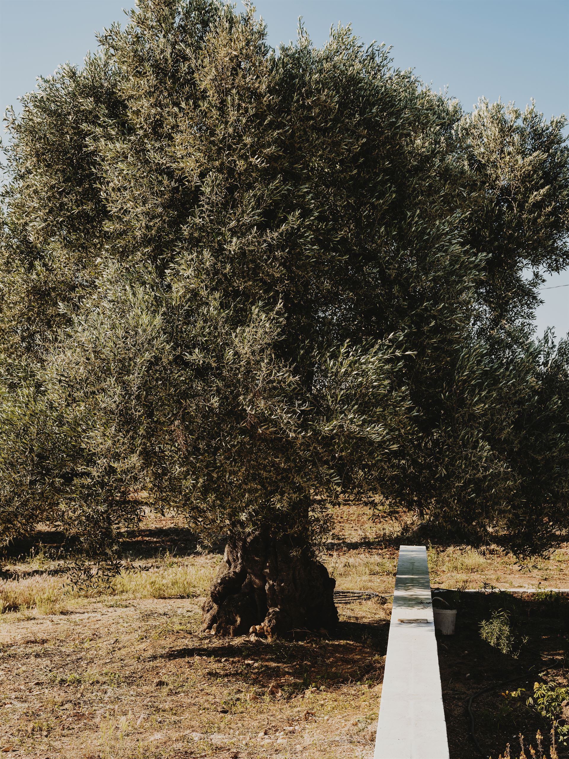 Daguriq (Olive) main image 1