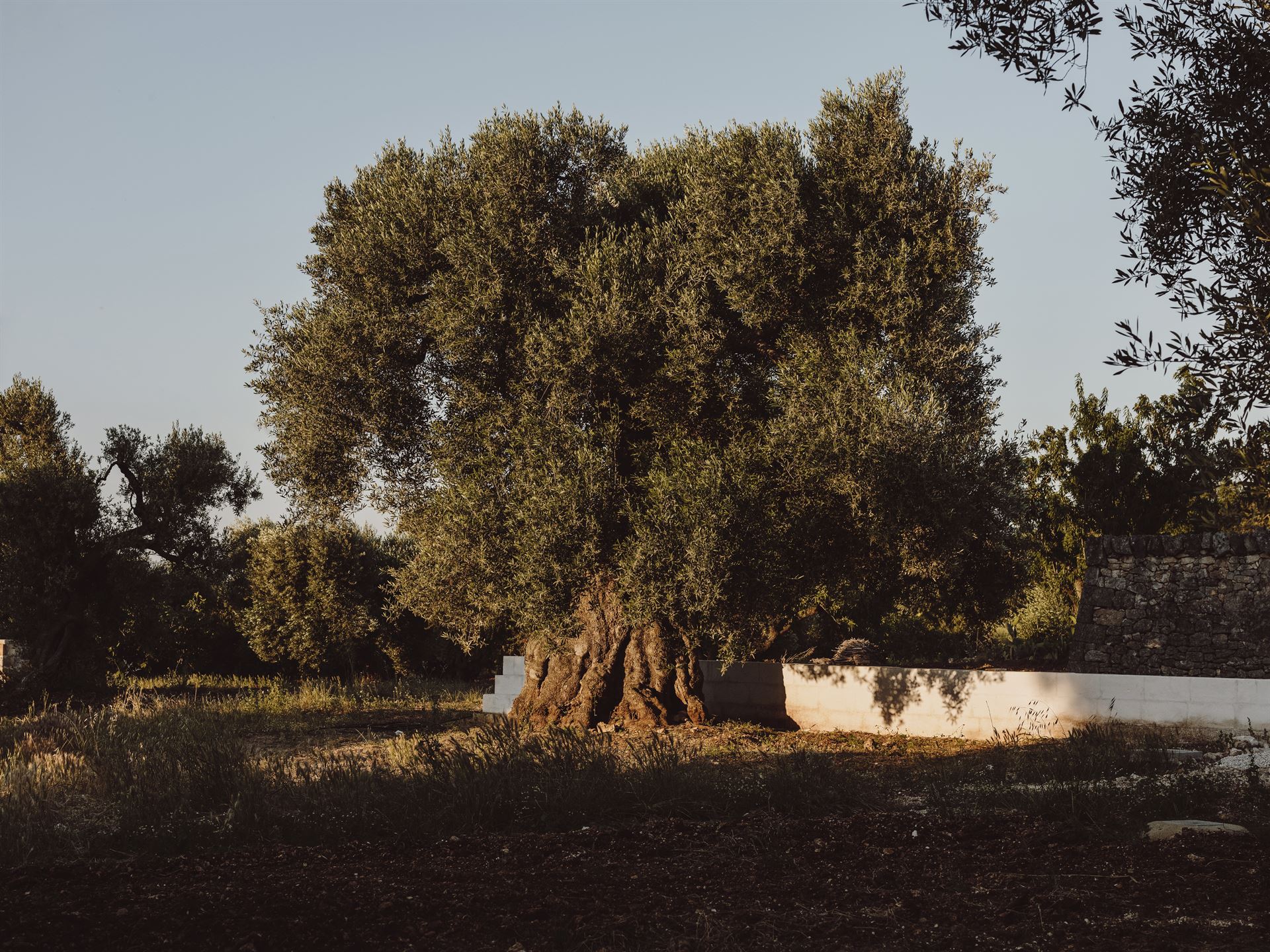 Daguriq (Olive)